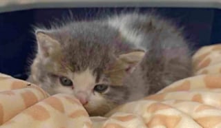 Illustration de l'article : Caché dans un hangar où il ne cessait de pleurer, ce chaton de 3 semaines trouve refuge auprès de chats plus âgés