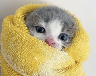 Illustration de l'article : Caché dans un hangar où il ne cessait de pleurer, ce chaton de 3 semaines trouve refuge auprès de chats plus âgés