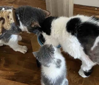 Illustration de l'article : Caché dans un hangar où il ne cessait de pleurer, ce chaton de 3 semaines trouve refuge auprès de chats plus âgés