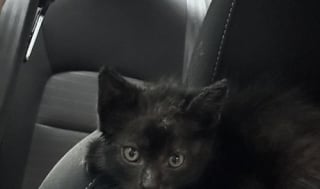 Illustration de l'article : Ce chaton a évité 2 voitures en plein milieu d’une route avant d’être secouru par un inconnu se démenant pour lui offrir une nouvelle vie