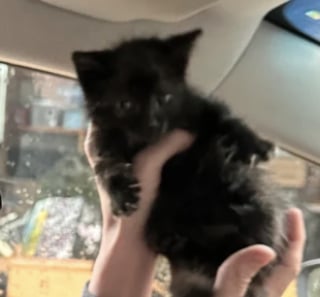 Illustration de l'article : Ce chaton a évité 2 voitures en plein milieu d’une route avant d’être secouru par un inconnu se démenant pour lui offrir une nouvelle vie