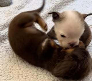 Illustration de l'article : Tous les 2 handicapés, ces chiots s'apportent un soutien mutuel qui leur permet d'affronter les difficultés de la vie (vidéo)