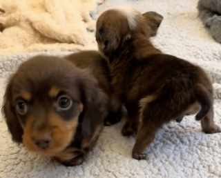 Illustration de l'article : Tous les 2 handicapés, ces chiots s'apportent un soutien mutuel qui leur permet d'affronter les difficultés de la vie (vidéo)