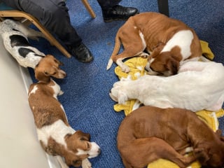 Illustration de l'article : Tout un village se mobilise pour secourir 7 chiens abandonnés après avoir été utilisés pour la reproduction