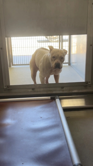 Illustration de l'article : "J'ai su alors que je devais l'aider", cette chienne avec un pyjama ne comprend pas pourquoi sa famille l'a abandonnée 