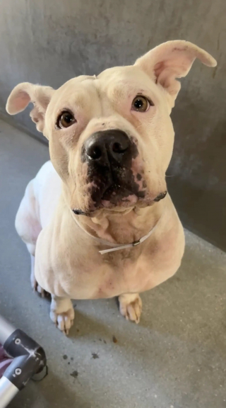 Illustration de l'article : "J'ai su alors que je devais l'aider", cette chienne avec un pyjama ne comprend pas pourquoi sa famille l'a abandonnée 