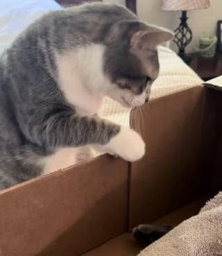 Illustration de l'article : « Les animaux comprennent mieux qu'on ne le pense », une chatte fait ses adieux à sa meilleure amie partie trop tôt (vidéo)