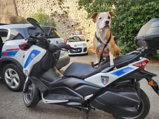 Illustration de l'article : Des riverains suspicieux mènent à la découverte d’une chienne enfermée dans une voiture pendant une semaine 