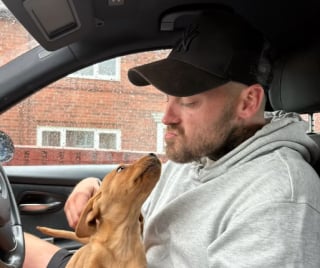 Illustration de l'article : Les premiers pas émouvants d’un Labrador sur 3 pattes après son accident de voiture (vidéo)