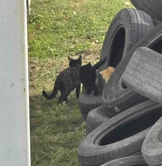 Illustration de l'article : Déterminée à offrir une vie meilleure à des chats livrés à eux-mêmes, une association effectue plusieurs tentatives de sauvetage (vidéo)