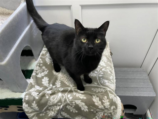 Illustration de l'article : Ils récupèrent une chatte errante et découvrent le triste secret qu’elle porte