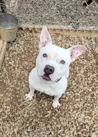 Illustration de l'article : Ce chien de refuge ne peut contenir sa joie lorsqu’un bénévole vient le chercher pour le promener (vidéo)