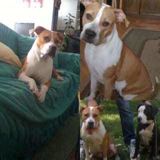 Illustration de l'article : 12 photos qui montrent le lien unique pouvant exister entre un homme et son chien