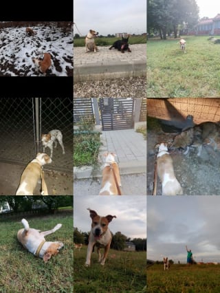 Illustration de l'article : 12 photos qui montrent le lien unique pouvant exister entre un homme et son chien