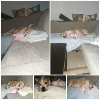 Illustration de l'article : 12 photos qui montrent le lien unique pouvant exister entre un homme et son chien