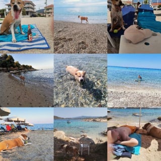 Illustration de l'article : 12 photos qui montrent le lien unique pouvant exister entre un homme et son chien