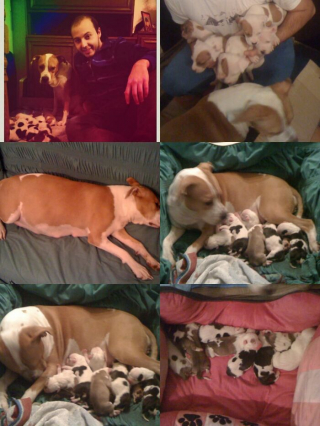 Illustration de l'article : 12 photos qui montrent le lien unique pouvant exister entre un homme et son chien