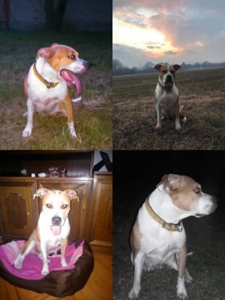 Illustration de l'article : 12 photos qui montrent le lien unique pouvant exister entre un homme et son chien