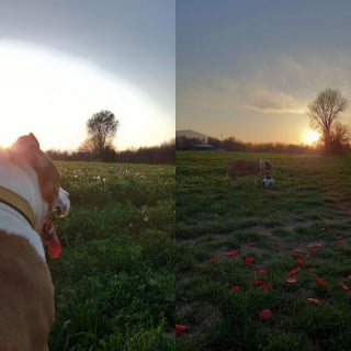 Illustration de l'article : 12 photos qui montrent le lien unique pouvant exister entre un homme et son chien