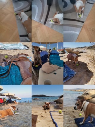 Illustration de l'article : 12 photos qui montrent le lien unique pouvant exister entre un homme et son chien