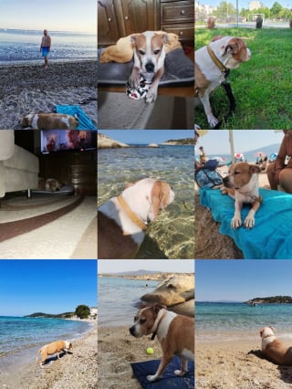 Illustration de l'article : 12 photos qui montrent le lien unique pouvant exister entre un homme et son chien