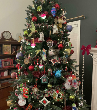 Illustration de l'article : 15 chats spécialistes du camouflage qui battent les caméléons à plate couture