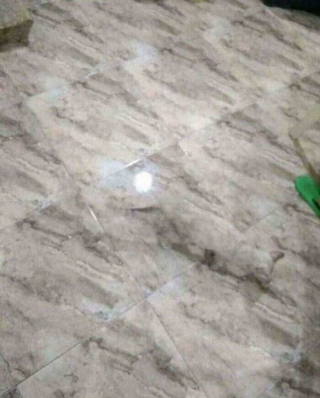 Illustration de l'article : 15 chats spécialistes du camouflage qui battent les caméléons à plate couture