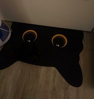 Illustration de l'article : 15 chats spécialistes du camouflage qui battent les caméléons à plate couture