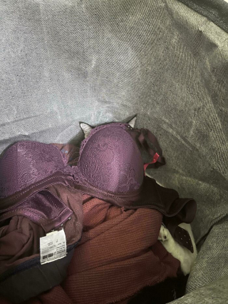 Illustration de l'article : 15 chats spécialistes du camouflage qui battent les caméléons à plate couture