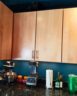 Illustration de l'article : 15 chats spécialistes du camouflage qui battent les caméléons à plate couture