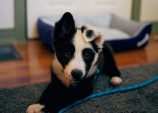 Illustration de l'article : 20 bébés animaux tellement mignons qu'ils vous apaiseront