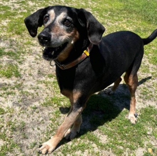 Illustration de l'article : En refuge depuis plus de 1700 jours, cet adorable papy chien attend désespérément de trouver sa famille pour la vie