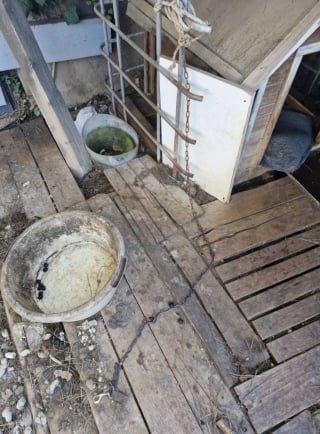 Illustration de l'article : « Il était attaché à moins d’un mètre, dans ses excréments », le récit poignant du sauvetage d’un chien laissé pour compte