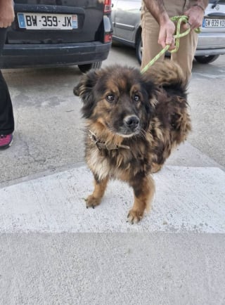 Illustration de l'article : « Il était attaché à moins d’un mètre, dans ses excréments », le récit poignant du sauvetage d’un chien laissé pour compte