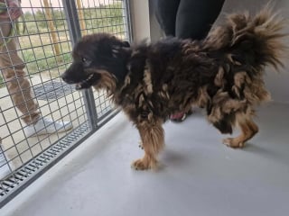 Illustration de l'article : « Il était attaché à moins d’un mètre, dans ses excréments », le récit poignant du sauvetage d’un chien laissé pour compte