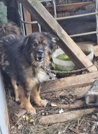 Illustration de l'article : « Il était attaché à moins d’un mètre, dans ses excréments », le récit poignant du sauvetage d’un chien laissé pour compte