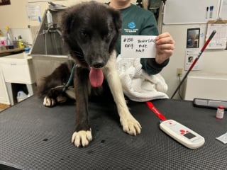 Illustration de l'article : Dans des villages ravagés par une tempête, des bénévoles traversent le chaos pour sauver 180 chiens et une tortue abandonnés
