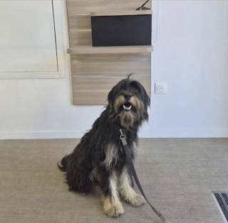 Illustration de l'article : Les larmes de joie d'une bergère retrouvant son chien disparu depuis près d'un mois (vidéo)