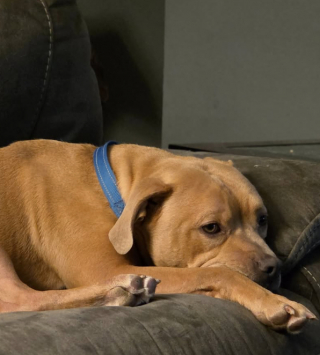 Illustration de l'article : Après 549 jours passés au refuge et malgré les appréhensions, ce chien a définitivement trouvé la famille parfaite