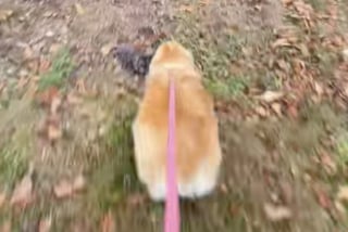 Illustration de l'article : « Tu ne m’as pas oublié » un Corgi et un Malamute se retrouvent après un an de séparation avec une émotion intense (vidéo)