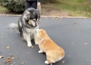 Illustration de l'article : « Tu ne m’as pas oublié » un Corgi et un Malamute se retrouvent après un an de séparation avec une émotion intense (vidéo)