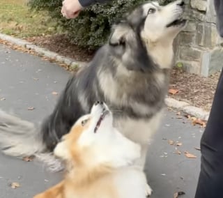 Illustration de l'article : « Tu ne m’as pas oublié » un Corgi et un Malamute se retrouvent après un an de séparation avec une émotion intense (vidéo)