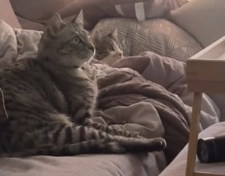 Illustration de l'article : Fans de documentaires sur les oiseaux, ces 2 chats s’organisent des soirées télé et en profitent à fond (vidéo)