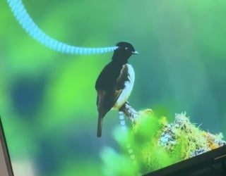 Illustration de l'article : Fans de documentaires sur les oiseaux, ces 2 chats s’organisent des soirées télé et en profitent à fond (vidéo)