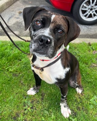 Illustration de l'article : Une croisée Pitbull affaiblie est retrouvée seule sur le sable et attend désormais de rencontrer sa famille pour toujours