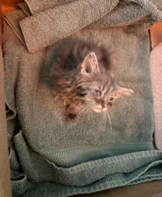 Illustration de l'article : Un automobiliste s'arrête pour un chaton errant se tenant dangereusement au bord de l'autoroute et levant la patte, son geste lui change la vie