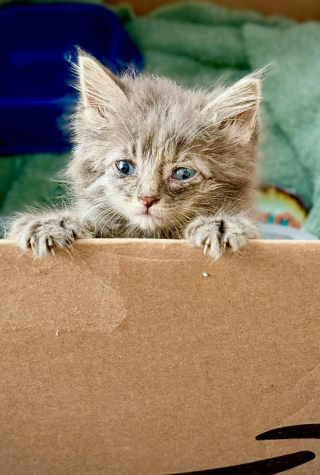 Illustration de l'article : Un automobiliste s'arrête pour un chaton errant se tenant dangereusement au bord de l'autoroute et levant la patte, son geste lui change la vie