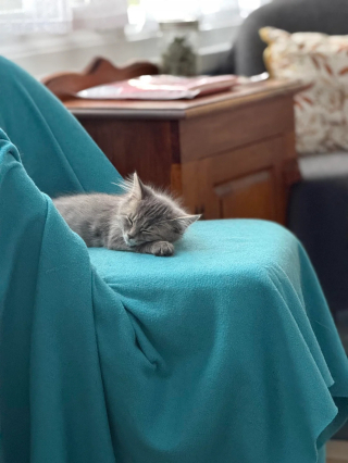 Illustration de l'article : Un automobiliste s'arrête pour un chaton errant se tenant dangereusement au bord de l'autoroute et levant la patte, son geste lui change la vie