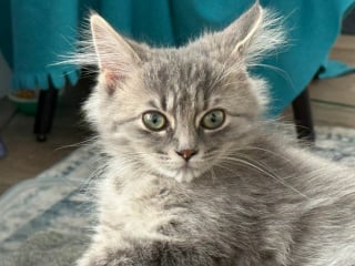 Illustration de l'article : Un automobiliste s'arrête pour un chaton errant se tenant dangereusement au bord de l'autoroute et levant la patte, son geste lui change la vie