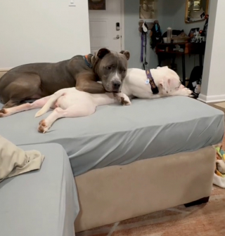 Illustration de l'article : « Ils jouent ensemble tout le temps », prise en charge dans une famille d’accueil, cette chienne a immédiatement conquis le cœur de son frère canin (vidéo)